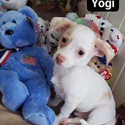 Photo of Yogi