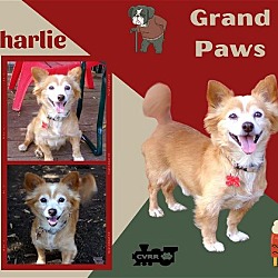 Photo of Charlie (GrandPaws)