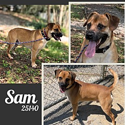 Thumbnail photo of Sam #1