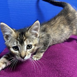 Thumbnail photo of Pounce Back #3