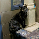Adopt A Pet :: Tobias - Versailles, KY