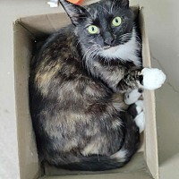 adopt-pet