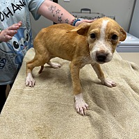 adopt a pet