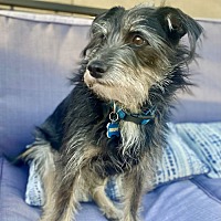 adopt-pet