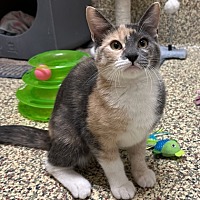 adopt a pet