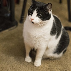 Thumbnail photo of Silo, the chuky fat kitty #3
