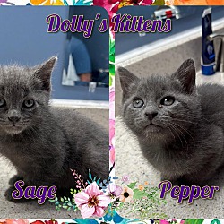Photo of Dolly's Kittens