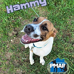 Photo of Hammy
