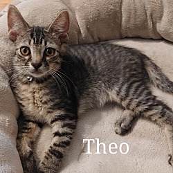 Thumbnail photo of Theo #1