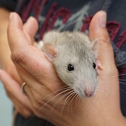 bonded pet photo