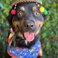 adopt a pet
