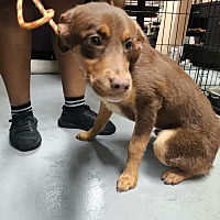 adopt a pet