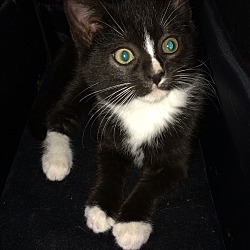 Photo of Black white tuxedo kitten F