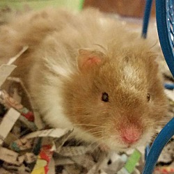 Mount Pleasant Veterinary Centre - East - Golden/Syrian Hamster Size:  13-18cm Lifespan 2-3 years (up to 5 in rare cases) Other variants:  Longhaired (Teddy) The largest breed of pet hamster, they used