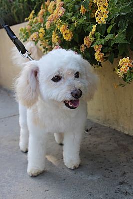 Los Angeles, CA - Bichon Frise/Poodle (Miniature). Meet Bumbleton - 11 ...