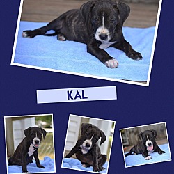 Thumbnail photo of Kal~adopted! #2