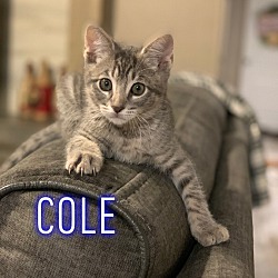 Photo of Cole