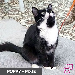 Thumbnail photo of Poppy (bonded with Pixie) #2