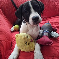 adopt a pet