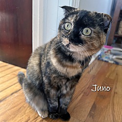 Thumbnail photo of Juno #2