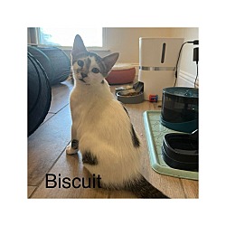 Photo of Biscuit