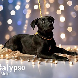 Thumbnail photo of Calypso #1