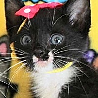adopt a pet