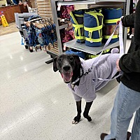 adopt a pet