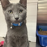 adopt a pet