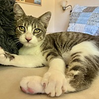 adopt a pet