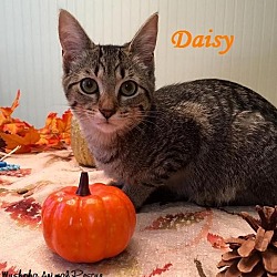 Thumbnail photo of Daisy - Adopted January 2017 #2