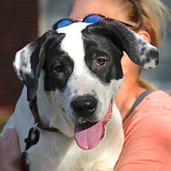 Thumbnail photo of Patches~ adopted! #1