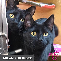 Thumbnail photo of Milan (bonded with Jujubee) #2