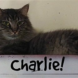 Thumbnail photo of WV - Charlie (MCR) #1
