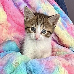 Photo of Kitten: Princess Charlotte