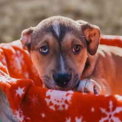 Photo of Zoey's puppies