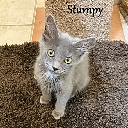 Thumbnail photo of Stumpy #3