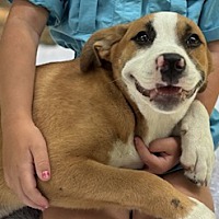adopt a pet