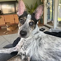 adopt a pet