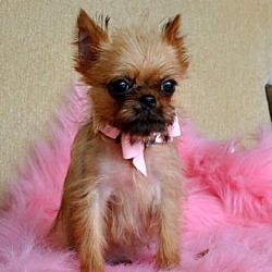 Photo of Brussels Griffon puppy