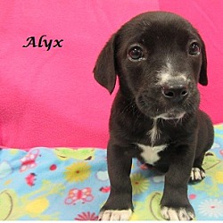 Thumbnail photo of Alyx #1