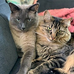 Photo of Simon & Oliver- Front Declawed