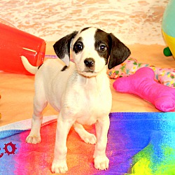 Thumbnail photo of Pico~adopted! #2