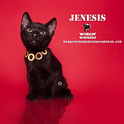 Photo of JENESIS