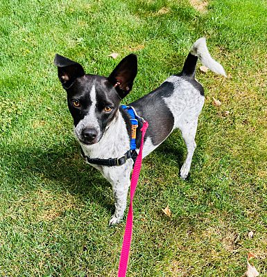 Lynnwood, Wa - Australian Cattle Dog Chihuahua. Meet Reno A Pet For 