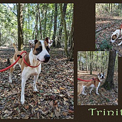 Thumbnail photo of Trinity #4