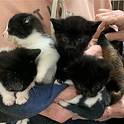 Photo of Coming Soon: More Kittens
