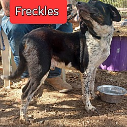 Thumbnail photo of Freckles #2