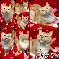adopt-pet