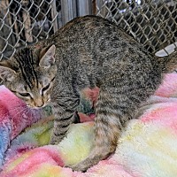 adopt-pet